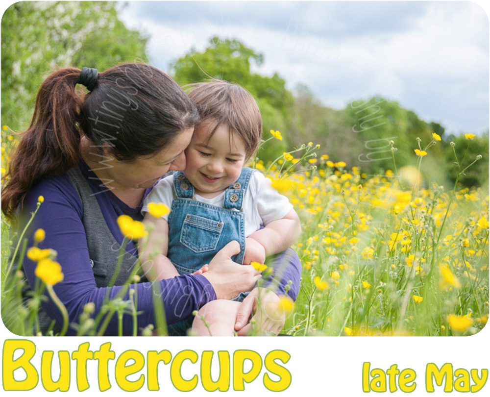 Sunny buttercups toddler portraits-media-1