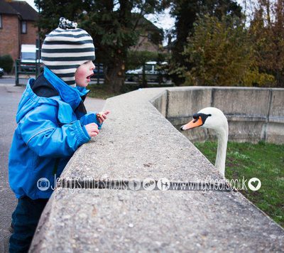 Feeding the swans at Ruislip lido