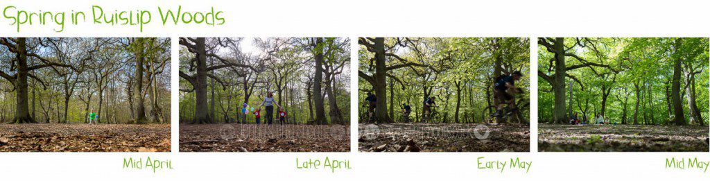 Spring in Ruislip Woods - best season for photography?