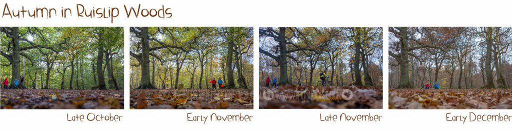 Autumn in Ruislip Woods - best season for photography?