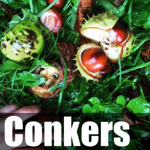 Collection of conkers