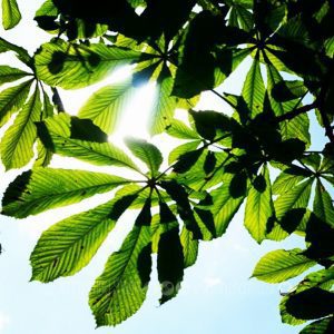 Horse chestnut tree