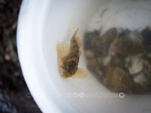 outdoor fun catching bull head fish