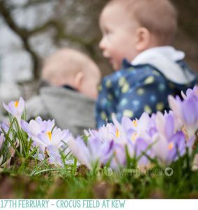 February baby photos with crocus