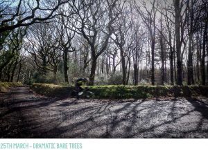 Spring sunny photos
