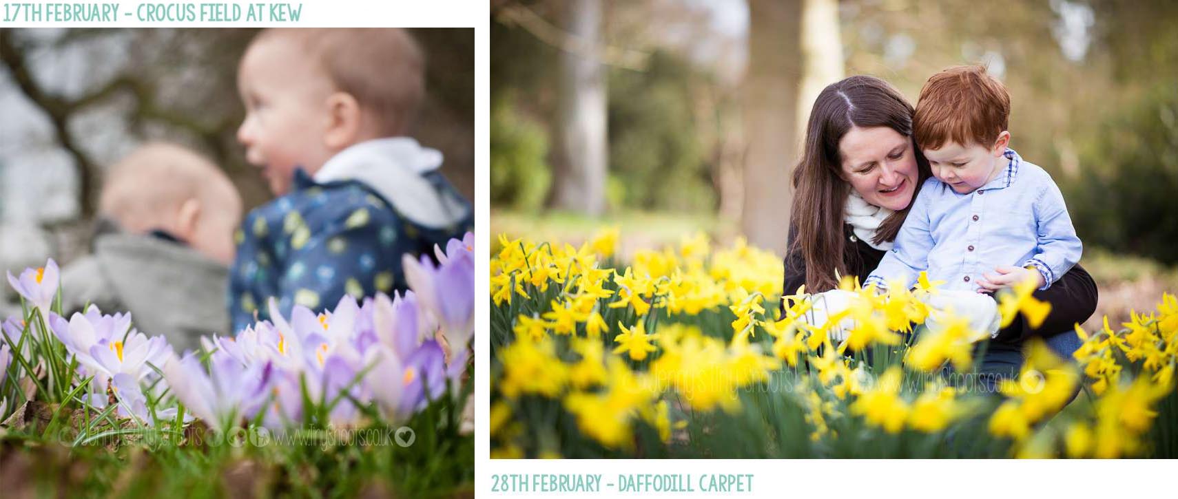 February baby photos with crocus and daffodils