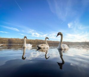 swans at Ruislip lido