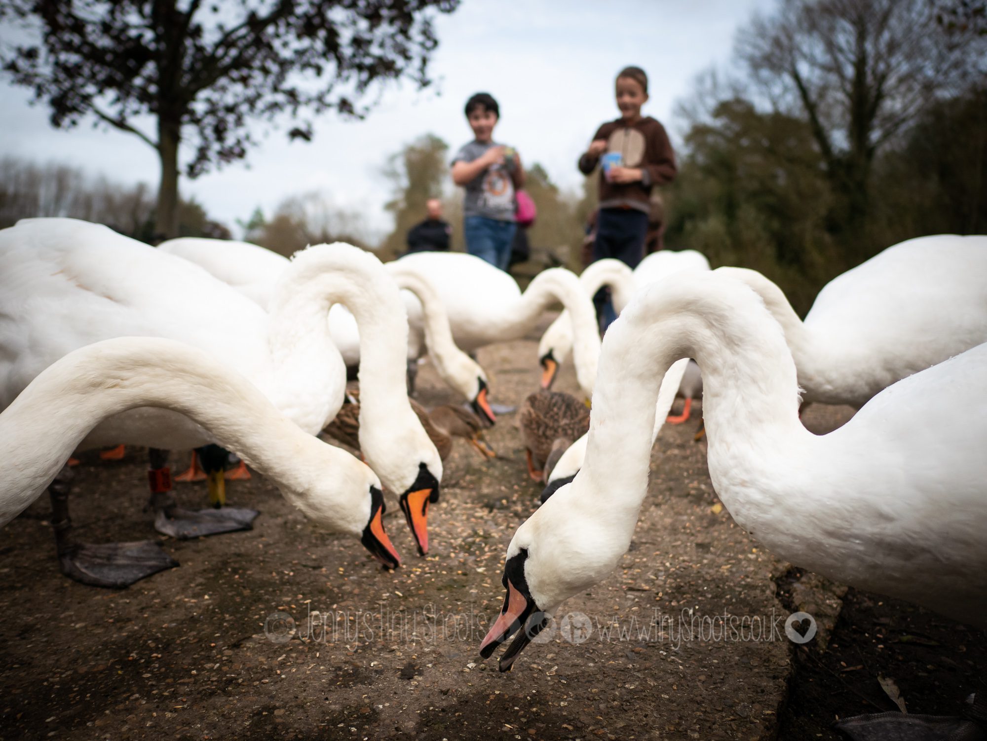 Swan feeding at the Aquadrome