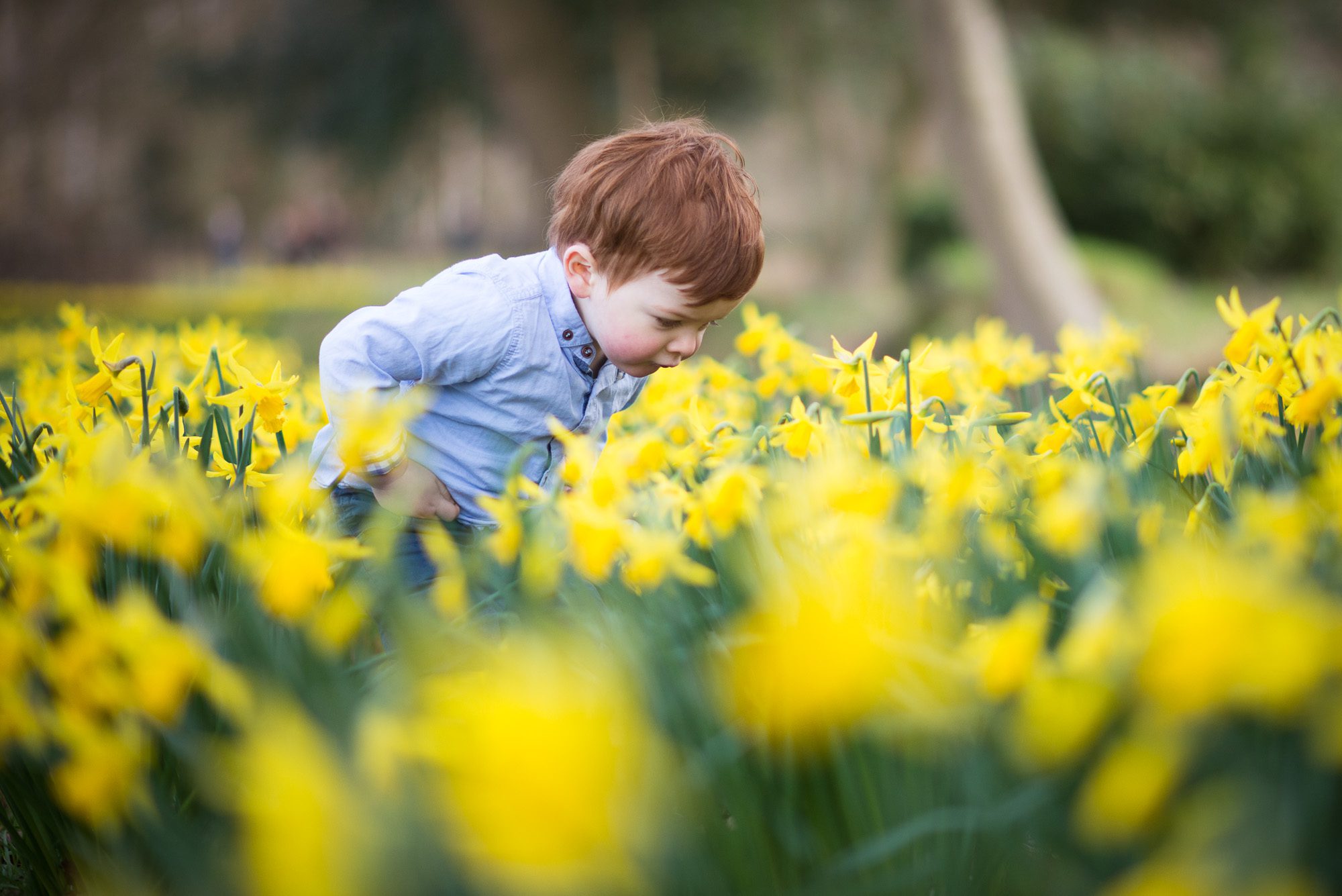 boy with daffodils