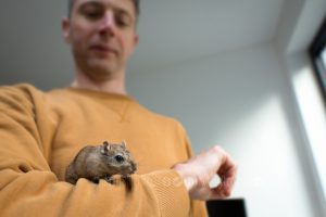 Gerbil with human