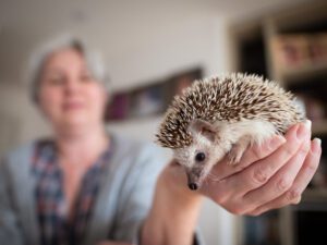 African pygmy hedgehop pet photography