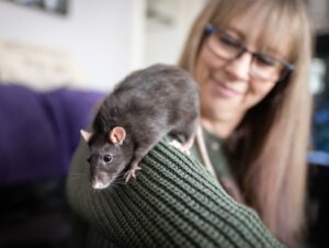Pet rat photographed on lady's shoulder