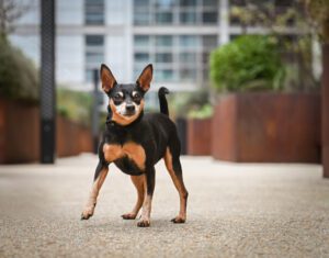 Pet photography of dog in a city