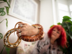 Corn snake pet and lady