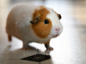 guinea pig diva photo