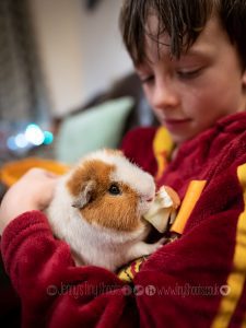 Guinea pig eating