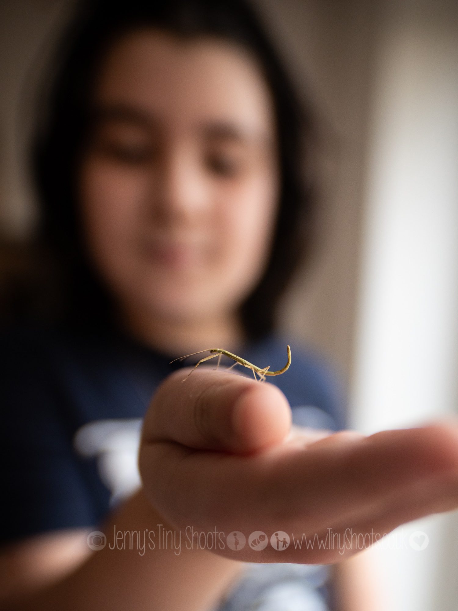 Pet stick insect and boy