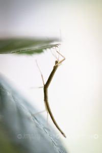 Baby stick insect