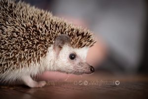 close up hedgehog