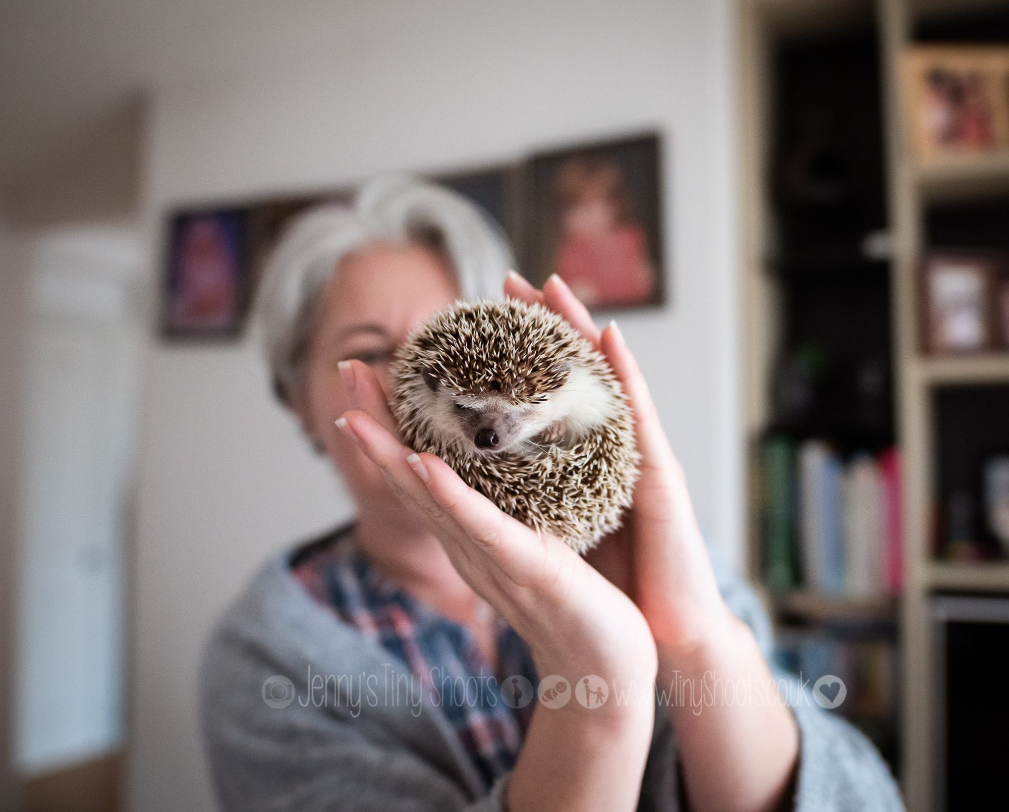 Hedgehog photoshoot all curled up