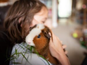Guinea pig at home with a boy
