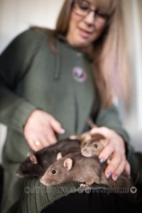 Fancy rats on owners knee