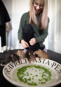 four pet rats eating peas