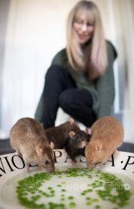 Fancy rats eating peas