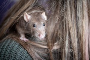 Pet fancy rat in hair