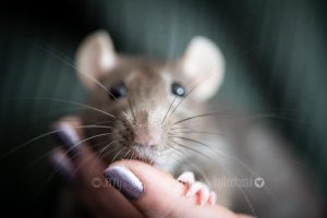 Close up pet rats whiskers