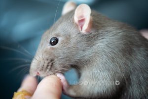 Portrait of a rat