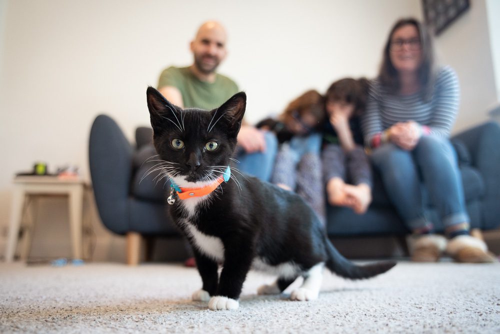 Family photo session of the pet Cat and the family at home