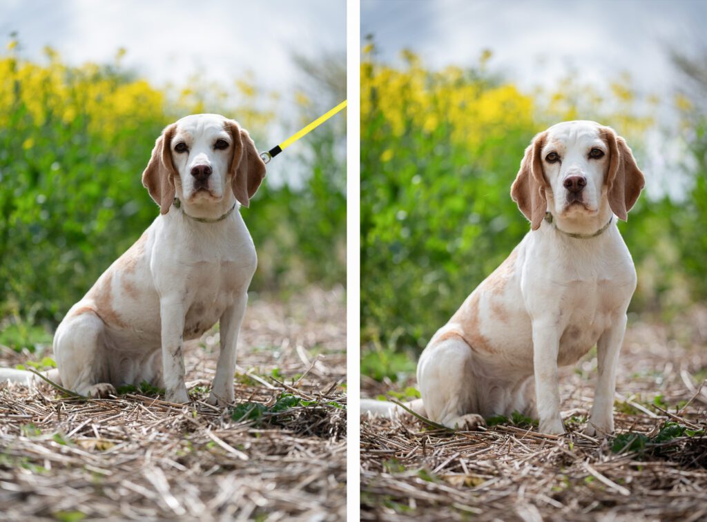 before and after editing in a dog photoshoot