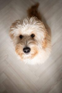 Dog portrait looking up at camera