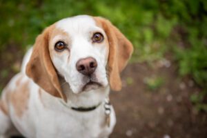 dog staring at camera