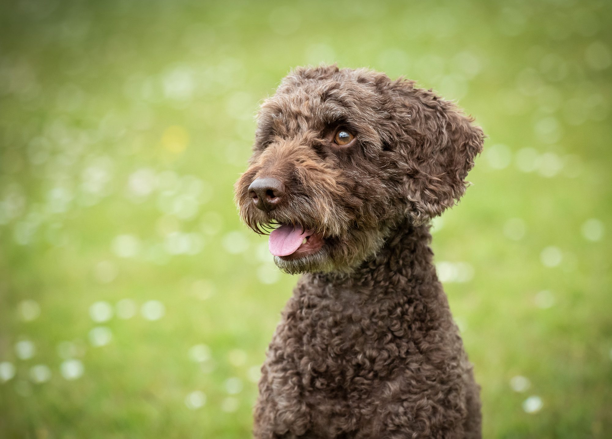 close up dog portrait