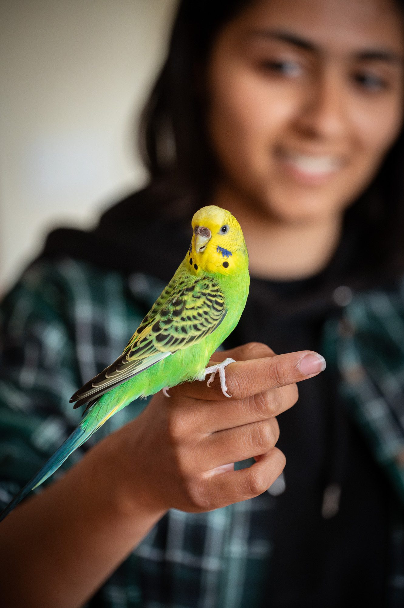 budgie portrait