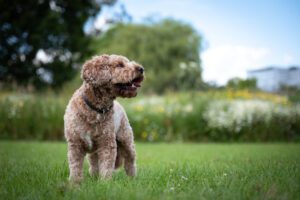 cockerpoo