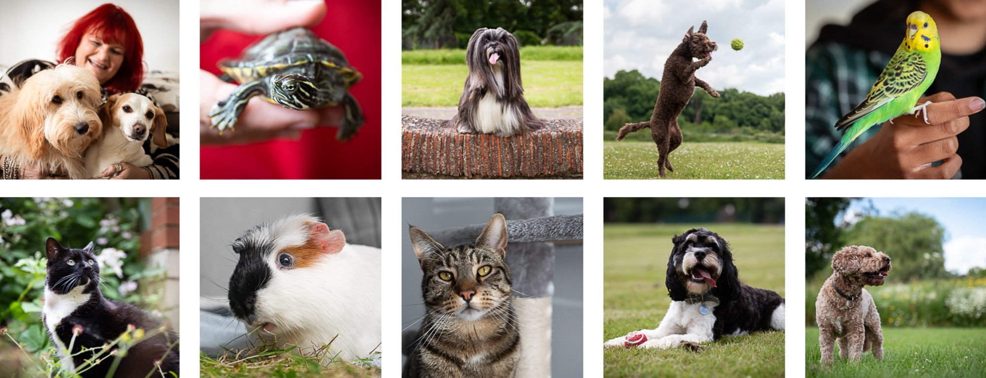 Pet portraits for calendar samples