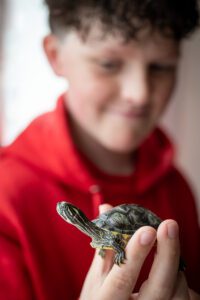 Yellow bellied turtle and her boy