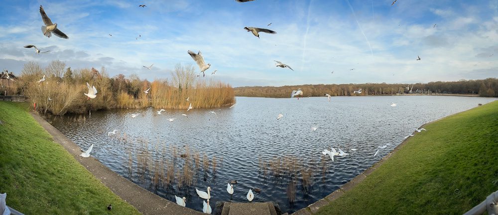 seagull swooping over Ruislip lido in winter