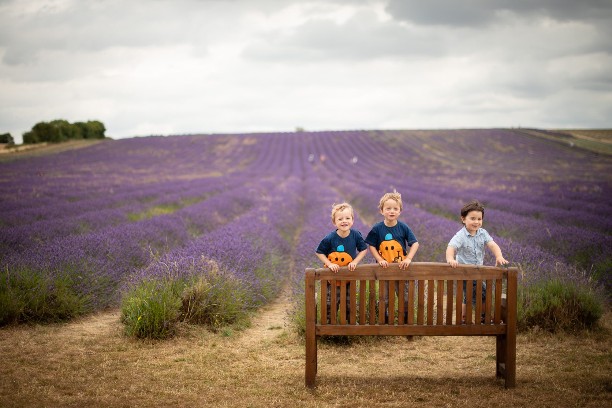 Children portrait at the lavender fields - 3 boys standing on bench