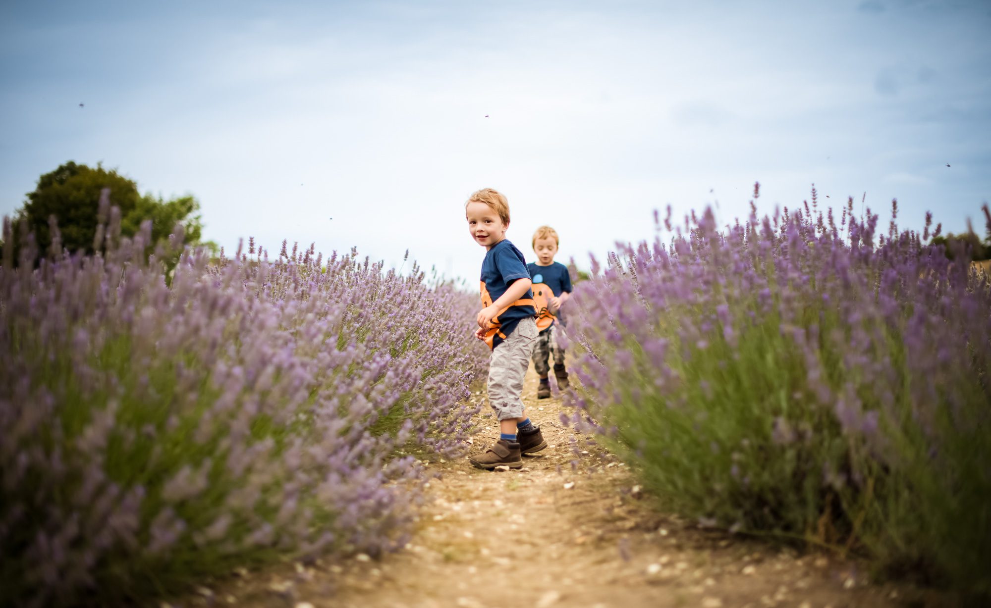 Twin boys playing in lavender fields