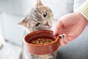 Cat eyeing up a bowl of dry cat food