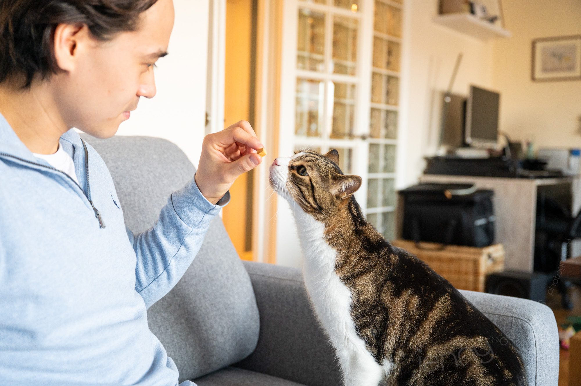 Cat taking food from mans hand